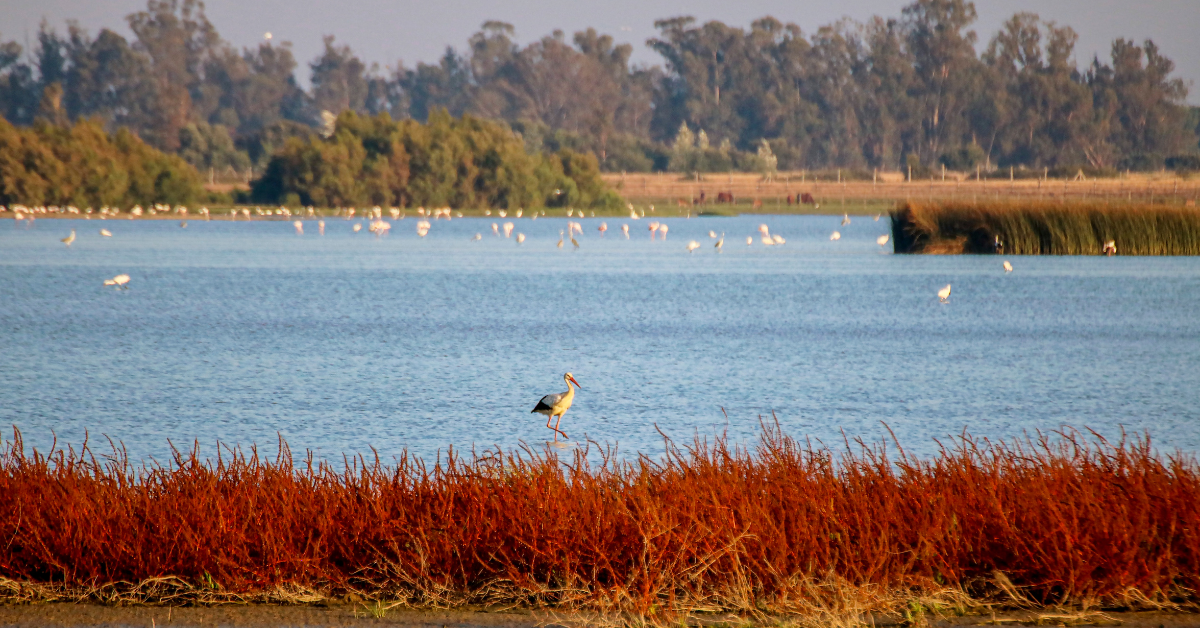 Doñana - Ley de restauración de la naturaleza
