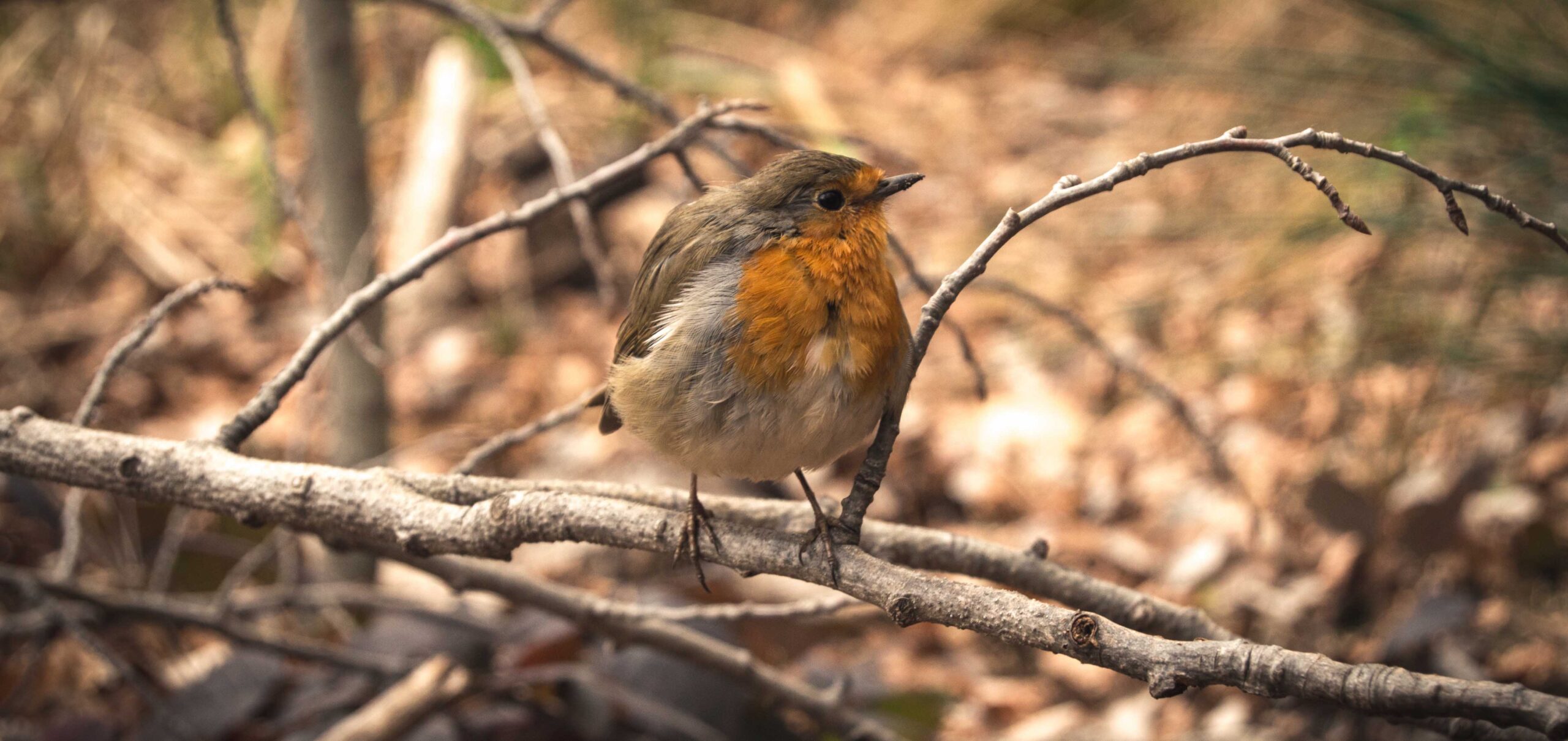 biodiversidad_España