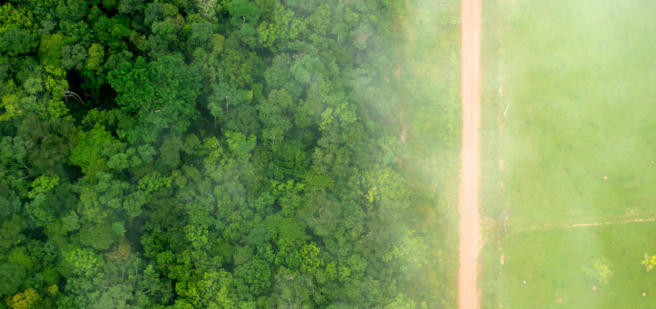 foto deforestacion buena