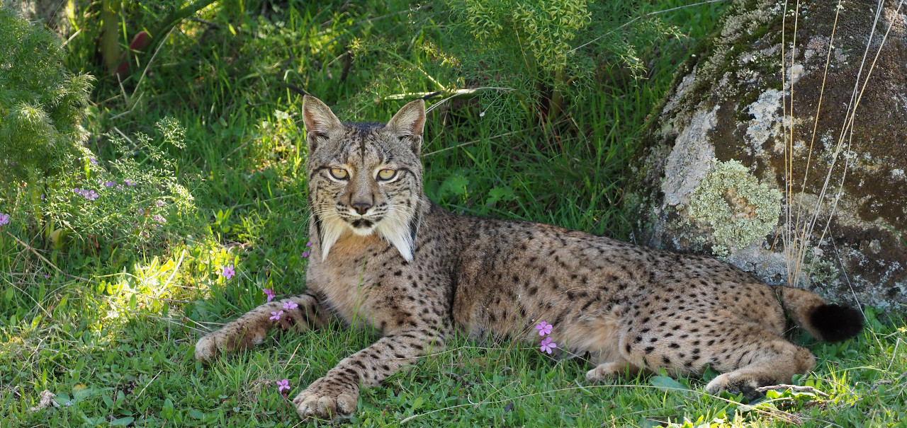 foto lince web