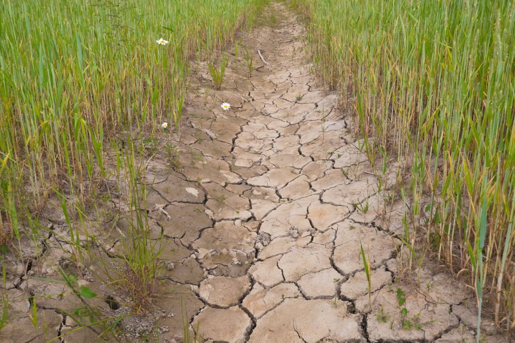 Desertificación y Sequía